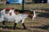 bdsc_04385_small.jpg